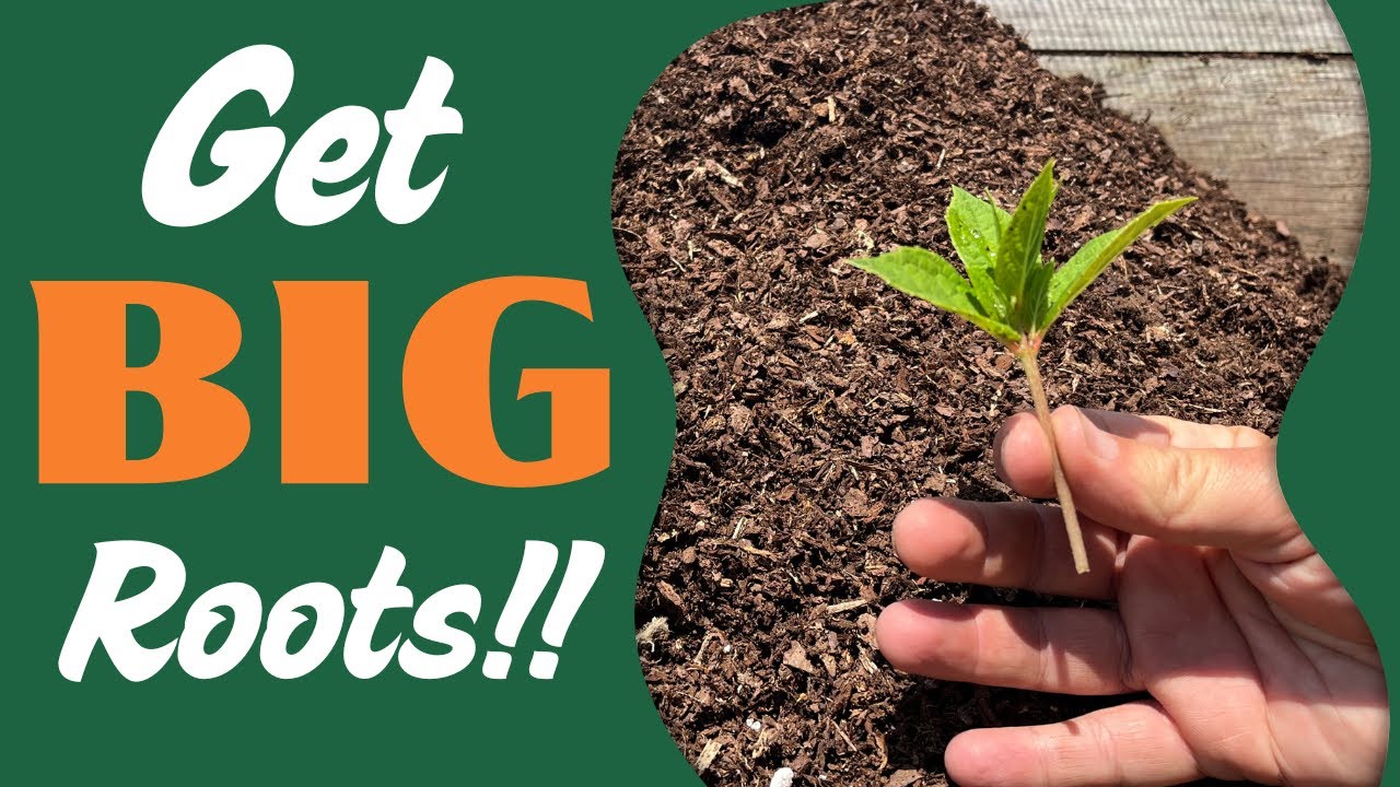 Propagation Perfection!! How to propagate the 