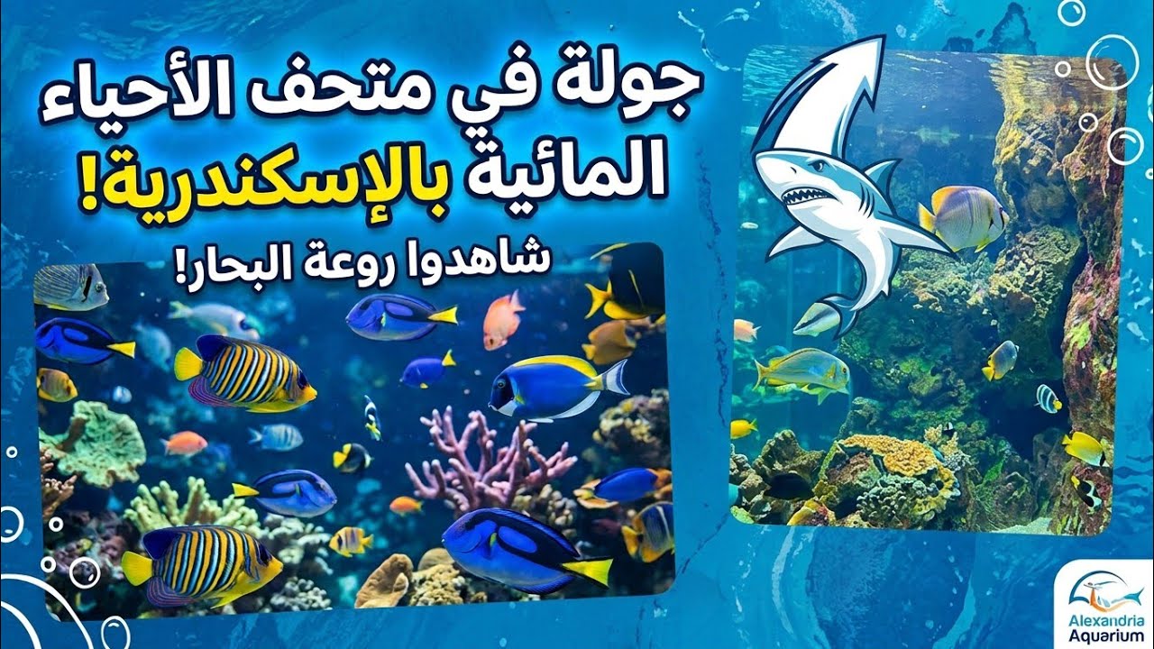  غوص فى أعماق البحار فى متحف الأحياء المائية بالإسكندرية Alexandria Aquarium