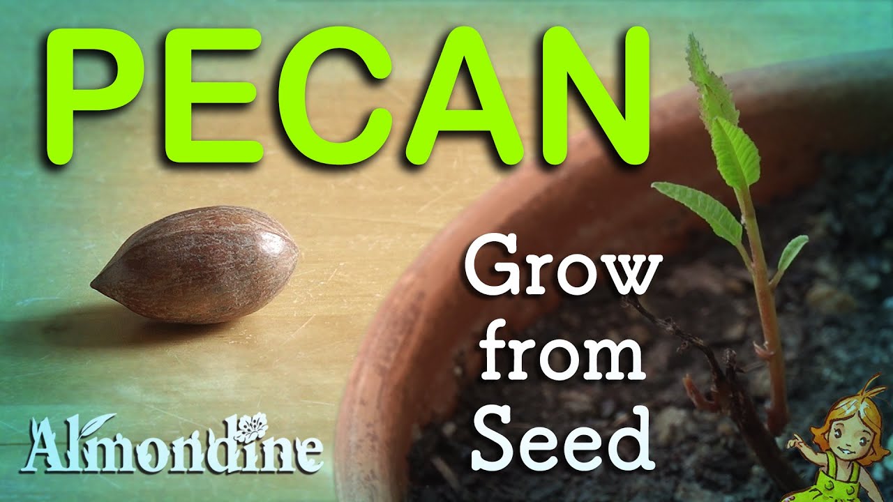 Grow PECAN TREES from Seed  |  Almondine