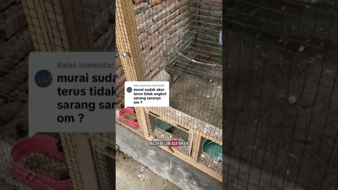 Solusi murai sudah jodoh tapi gak mau angkut sarang #sisedewebirdfarm #ternakmuraibatu