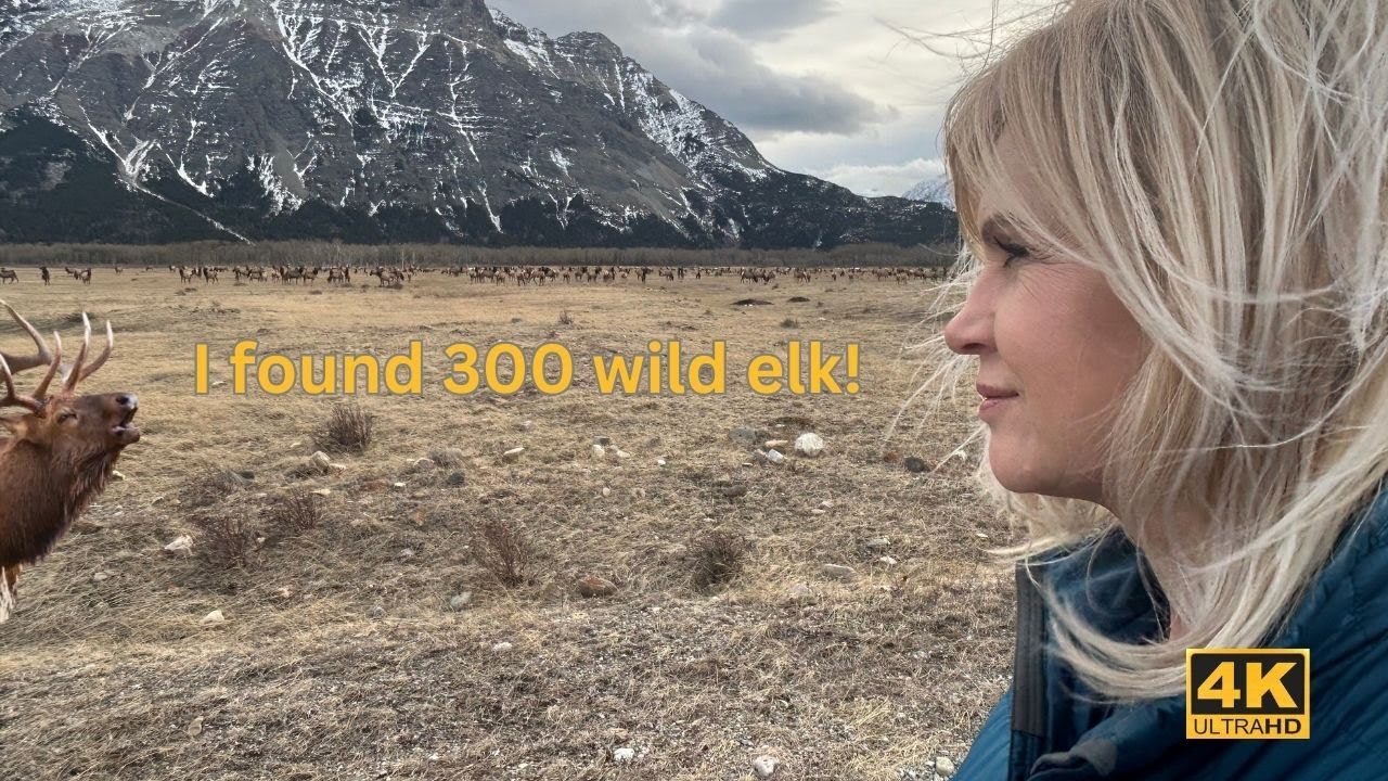 A herd of elk and other wild animals on a winter trip to Waterton Lakes National Park in Canada.