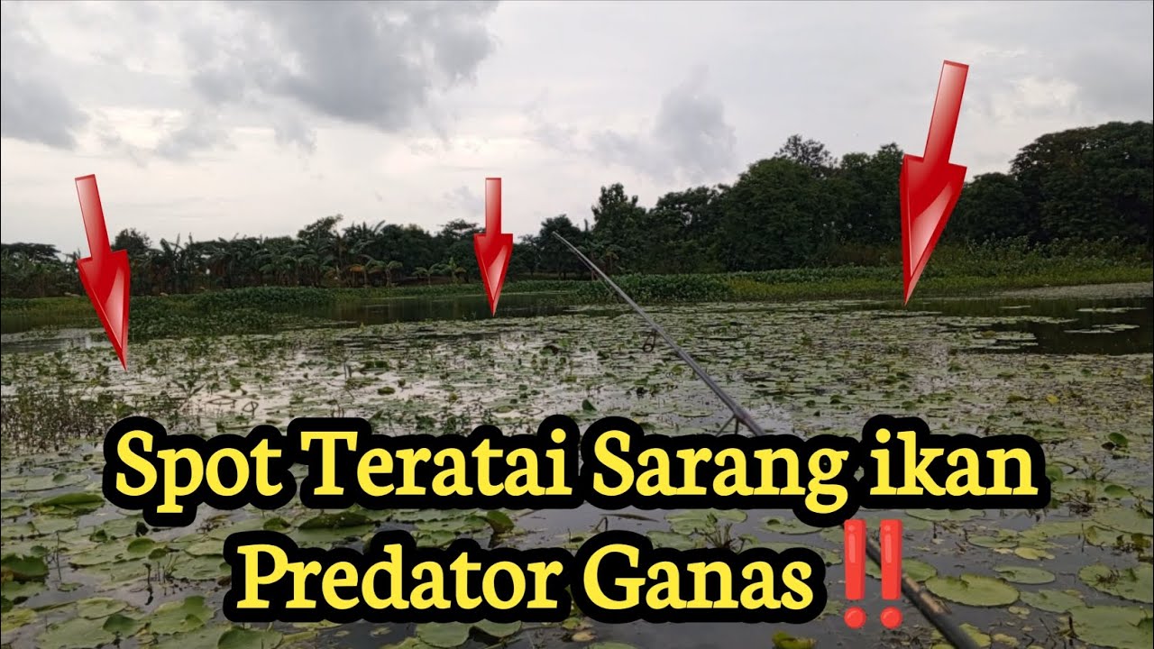 Tak Heran Jika Waduk Yang di penuhi Bunga Teratai ini  menjadi Sarang ikan Preadtor