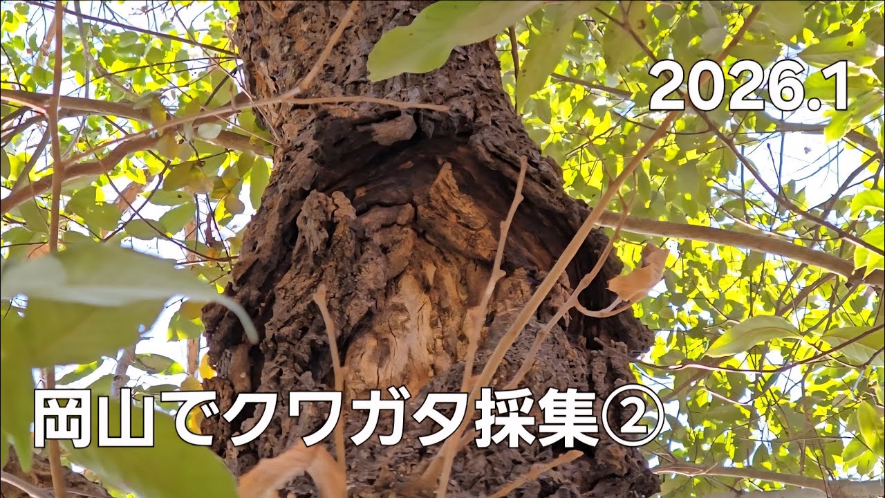 岡山でクワガタ採集！！　鍬洞戦線さんと虫採り青年