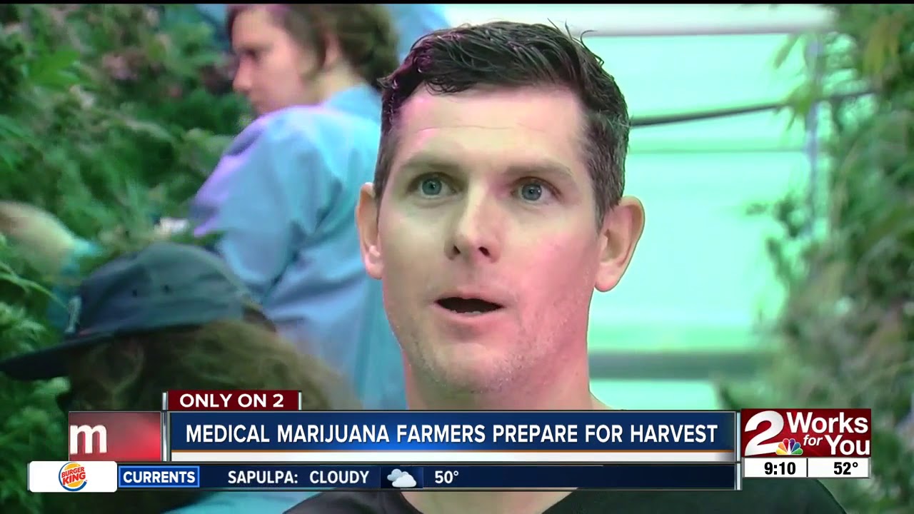 Tulsa area farmer ready to harvest first cannabis crop
