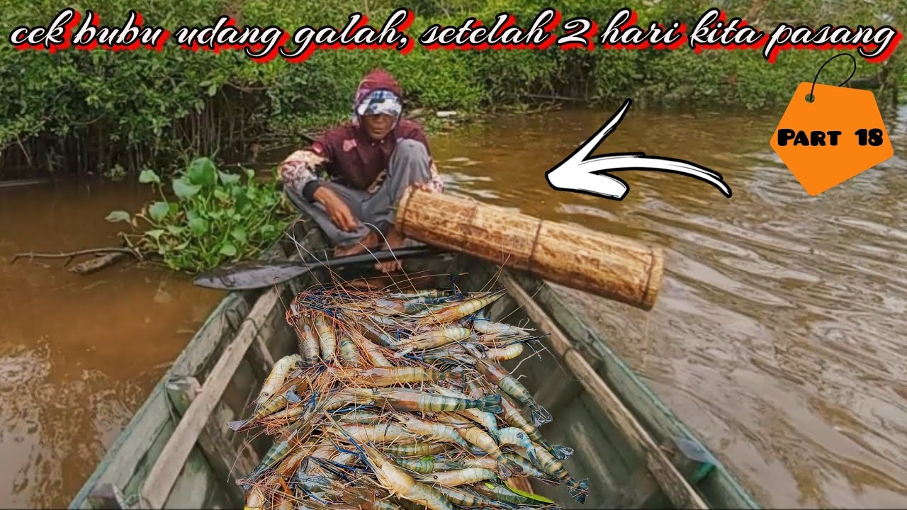 Cek bubu udang galah, setelah 2 hari di pasang, alhamdullah hasil nya gyasku ?, part 18