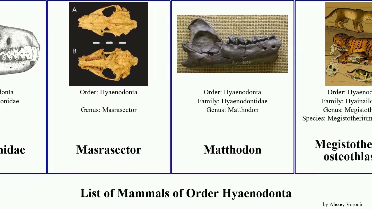 List of Mammals of Order Hyaenodonta gigas Dissopsalis Sinopa Proviverrinae Sinopinae Pakakali You