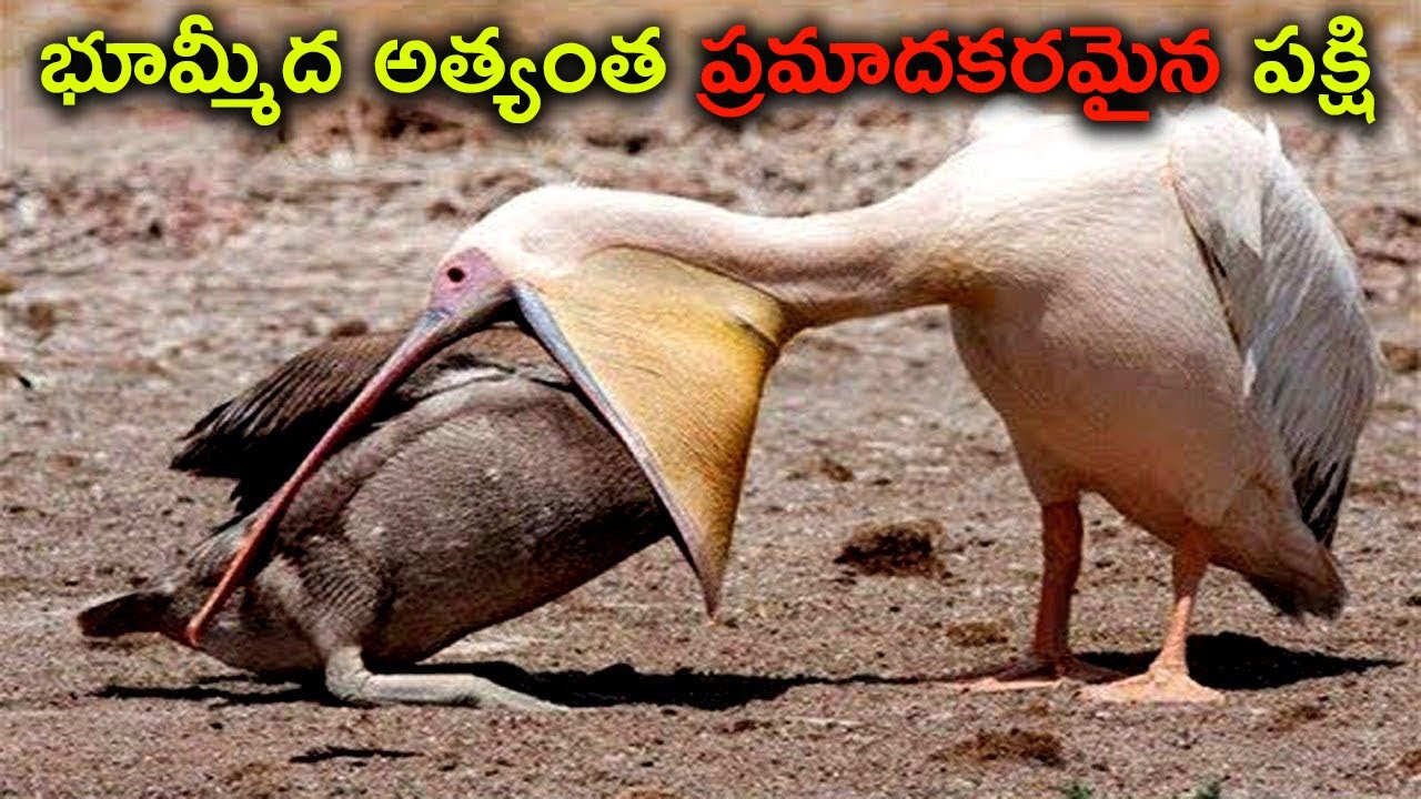 భూమిపై అత్యంత ప్రమాదకరమైన పక్షులు//MOST DANGEROUS BIRDS ON EARTH/ // telugu wonders