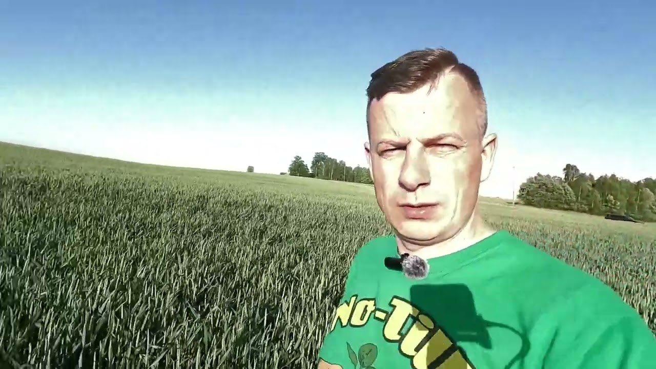 2024 06 06 bičių ganyklos, kviečių bandymai