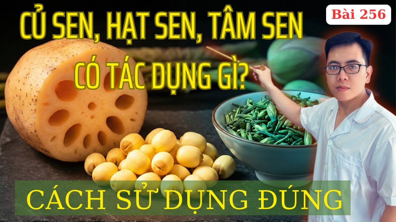 Củ sen hạt sen tâm sen có tác dụng gì? Cách chế biến giảm độc tính và mang lại hiệu quả cao nhất
