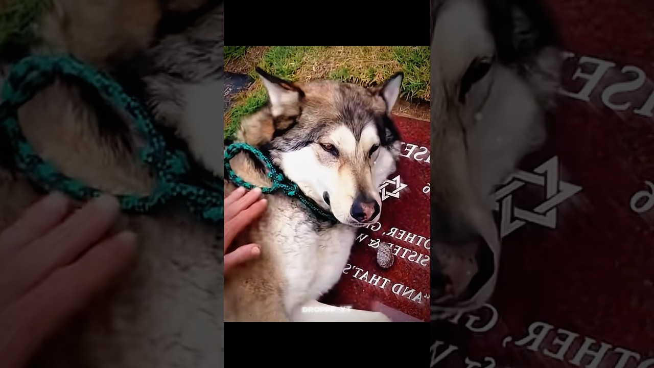 Animals Feel Too&hellip;❤️&zwj;🩹