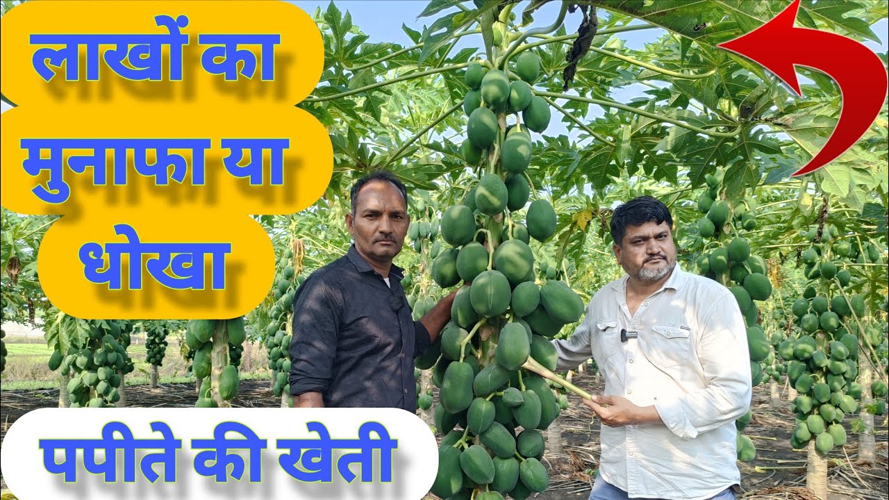 पपीता की खेती लाखों की कमाई का सच Taiwan Red Lady 786 Papaya farming