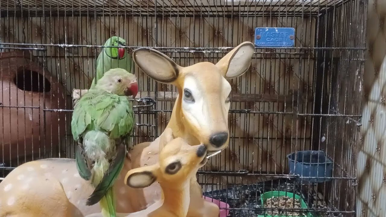 Speaking Parrots in Cage and Jack Playing with deer#talkingparrot