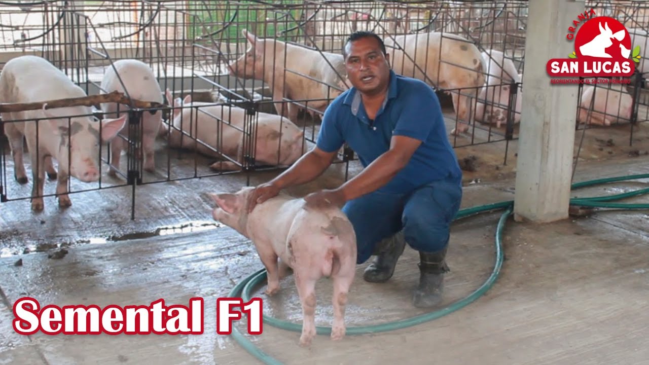 Cerdo reproductor F1 | Características y beneficios en la producción porcícola | Granja San Lucas