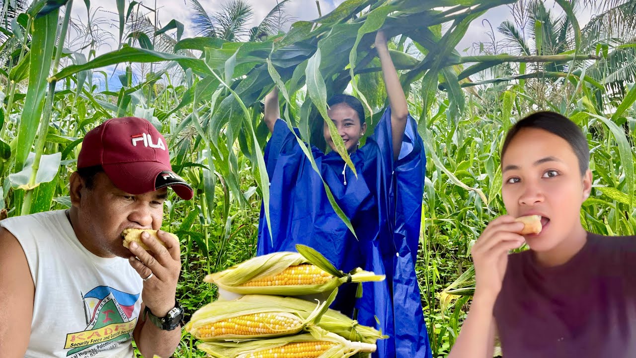 PLANTING AND COOKING CORN IN OUR FARM  | Province Life in the Mountains 