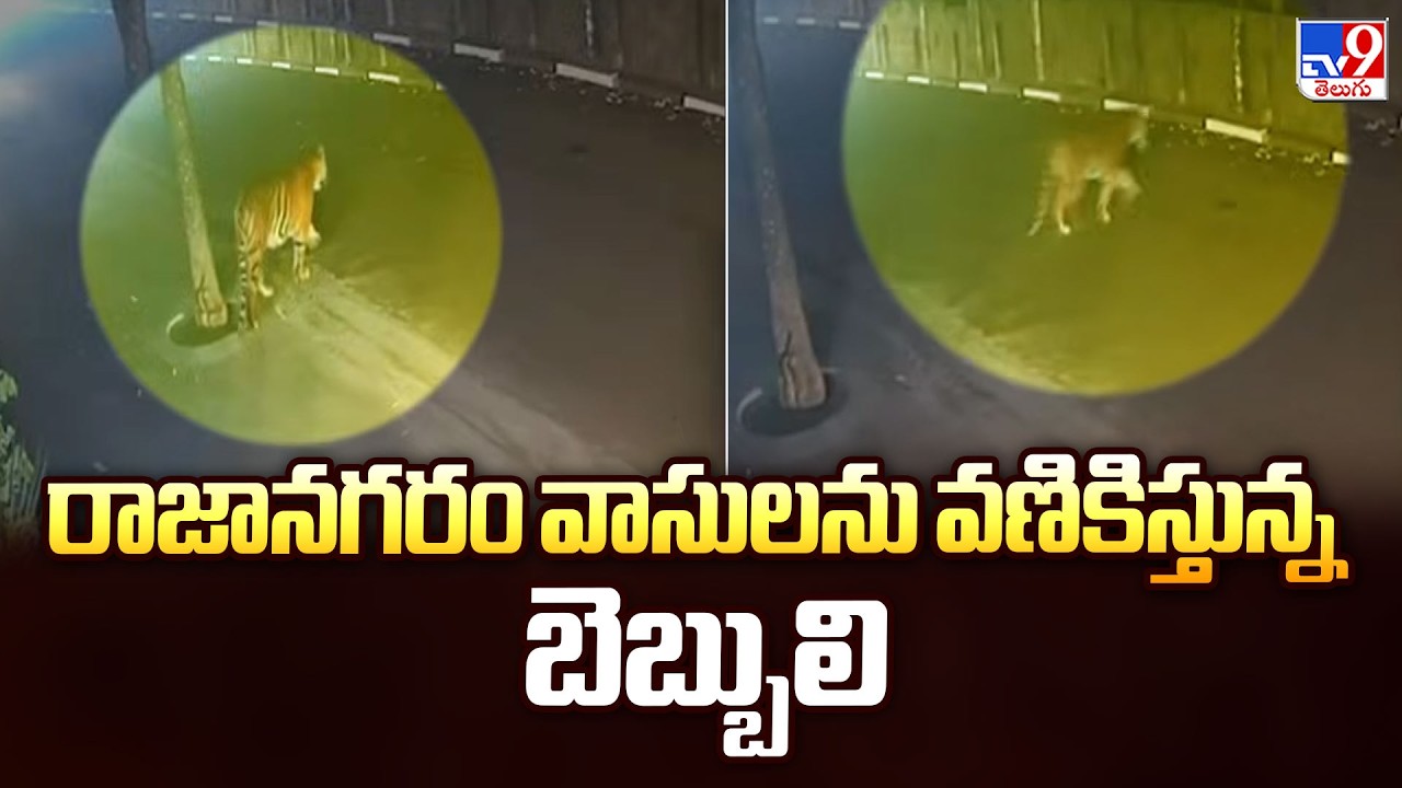 Tiger Tension : రాజానగరం వాసులను వణికిస్తున్న బెబ్బులి - TV9