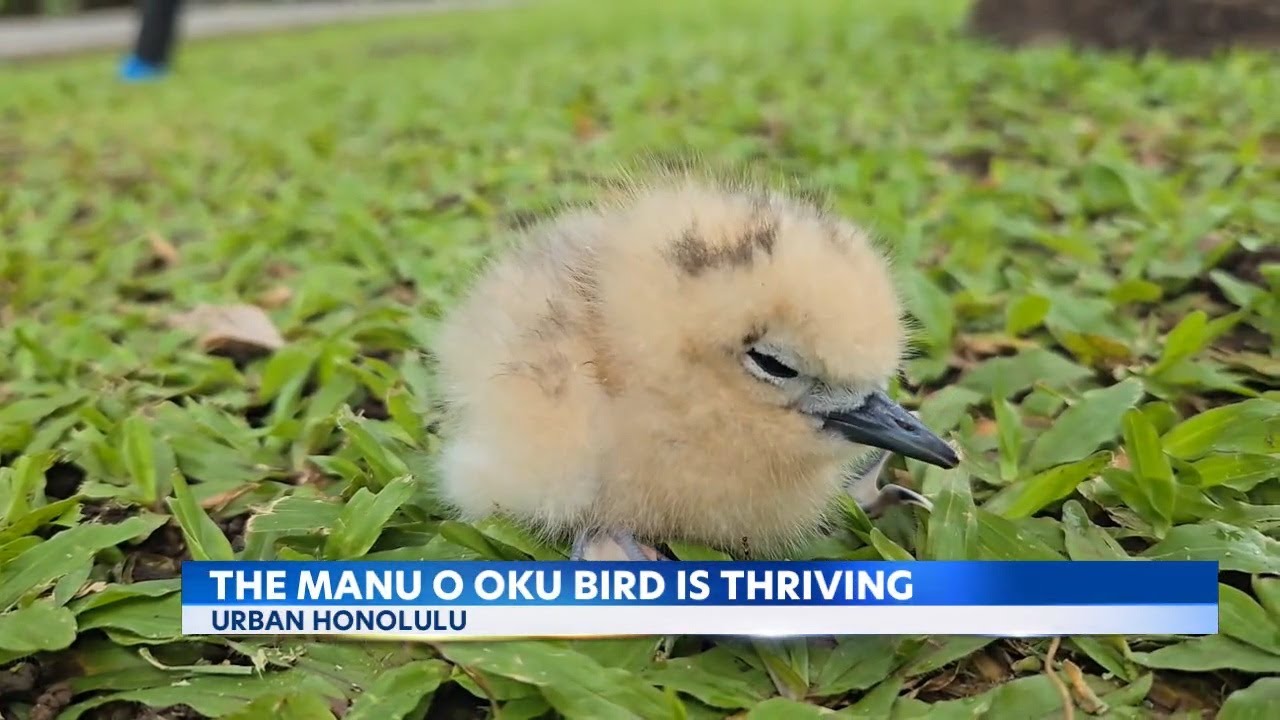 Kakaako sees first white tern rescue as population soars in city