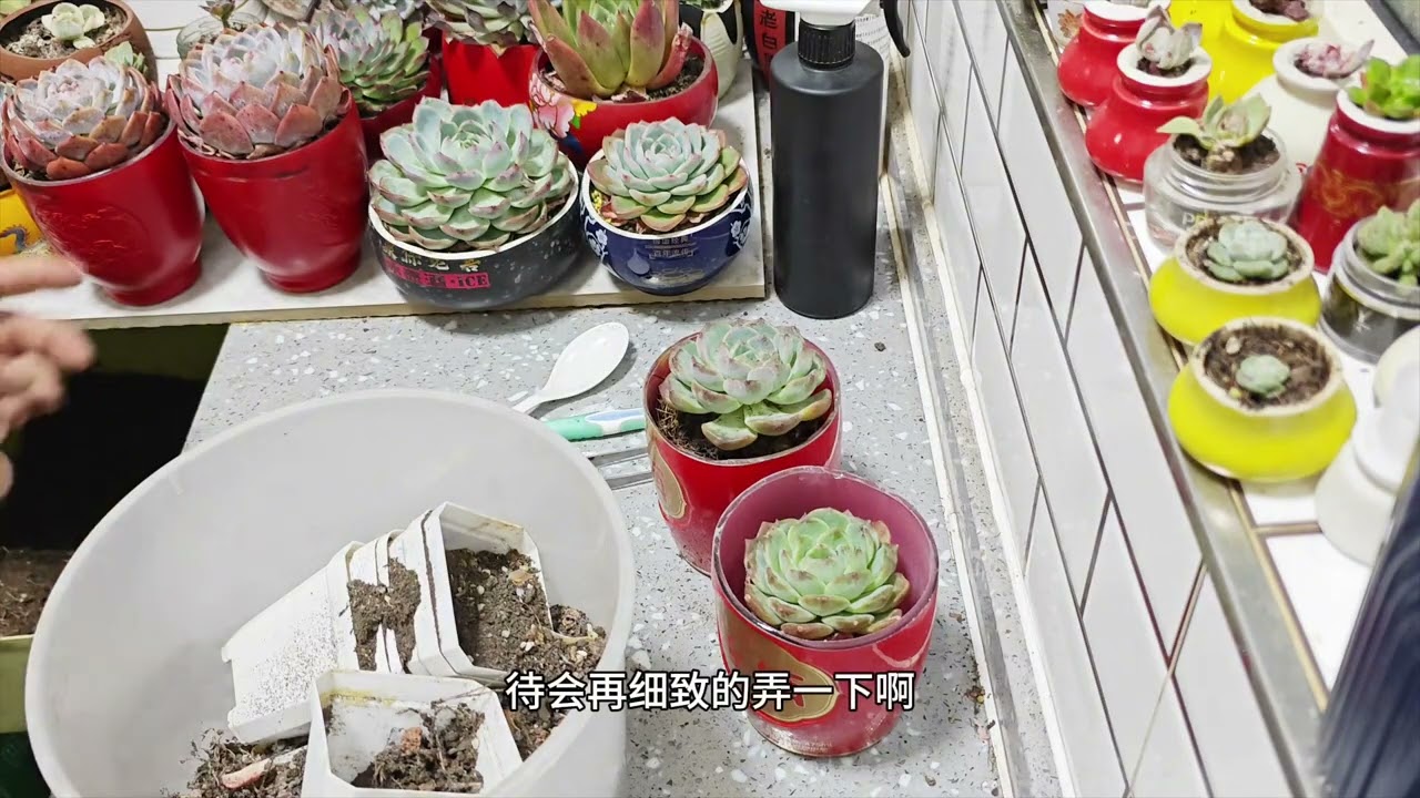 给两棵多肉上盆#多肉植物 #爱生活爱养花 Pot Two Succulent Plants # Succulent Plants # Love Life, Love Flowers