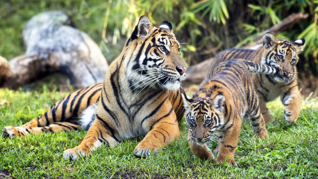 Montage of Baby Animals Born at Disney's Animal Kingdom Including Tigers, Giraffes, Gorillas, Zebras