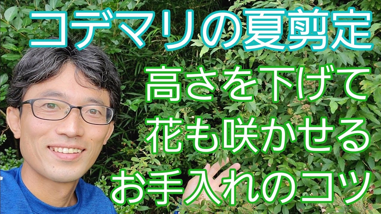 【コデマリの剪定】高さを下げて花も咲かせるには、花芽ができる前の手入れが大切🌿☝️