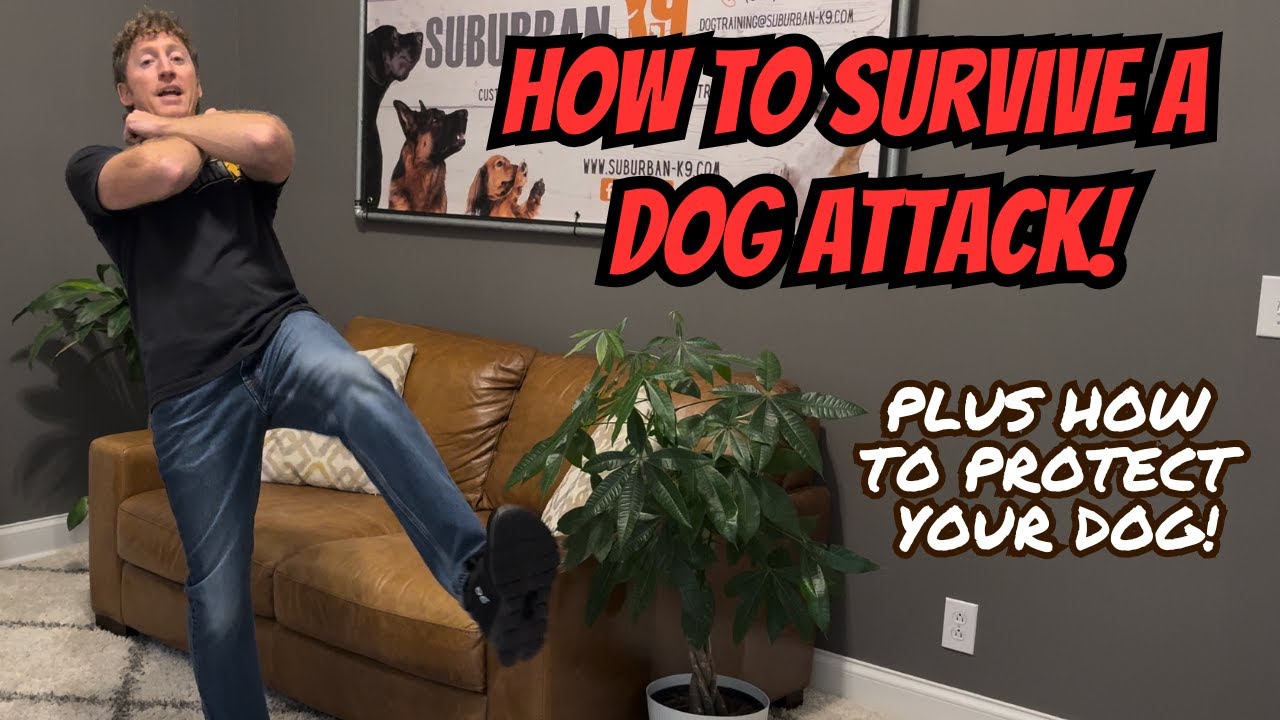 How to Survive a Dog Attack!
