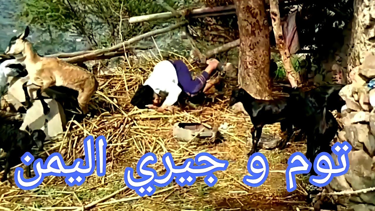 توم اند جيري اليمن   مشاكل خيريه هههههههههههه