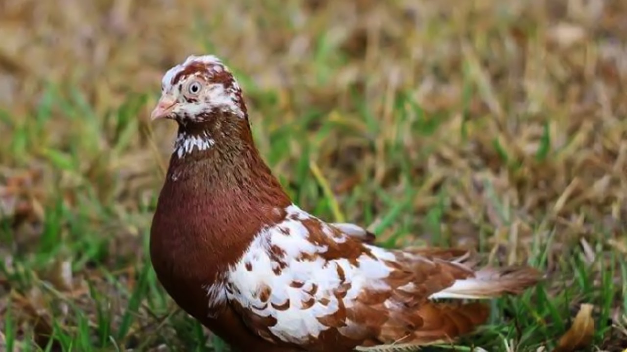যে ভুলটা কবুতরের সাথে করা যাবেনা || Barishal Voice || Kalam Khan 's New Video about Pigeons