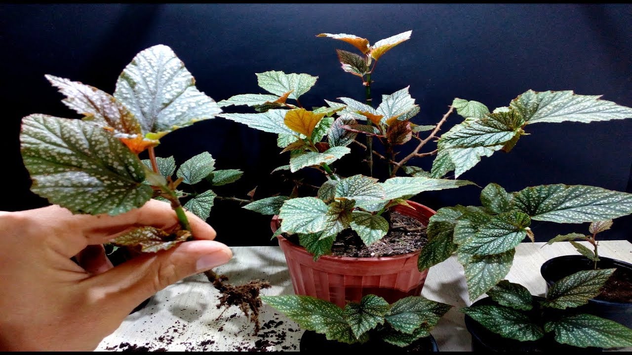 How to grow Angel Wing Begonia from cutting