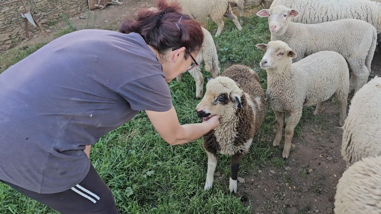 Hoy los animalillos de casa, que estamos pintando.😉👍