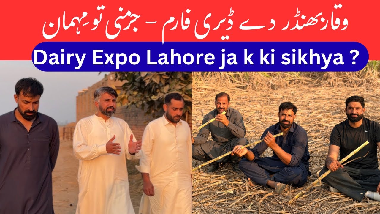 Germany To Aaye Guests | Dairy Farm | Waqar Bhinder 
