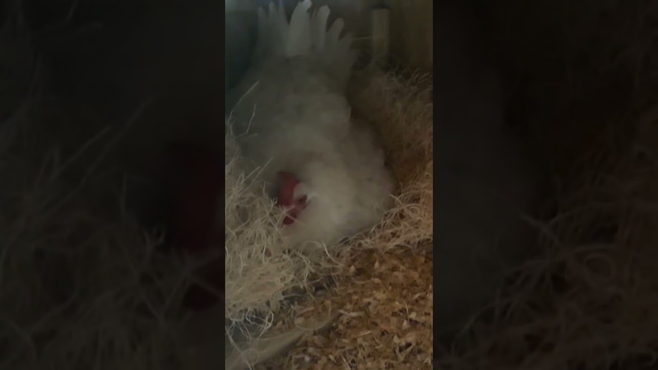 Someone is broody... 