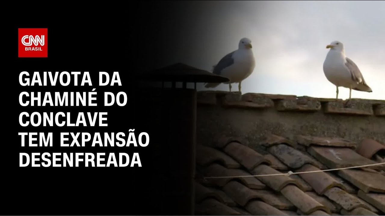 Gaivota da chaminé do conclave desperta alerta para dilema urbano da Europa | CNN NOVO DIA