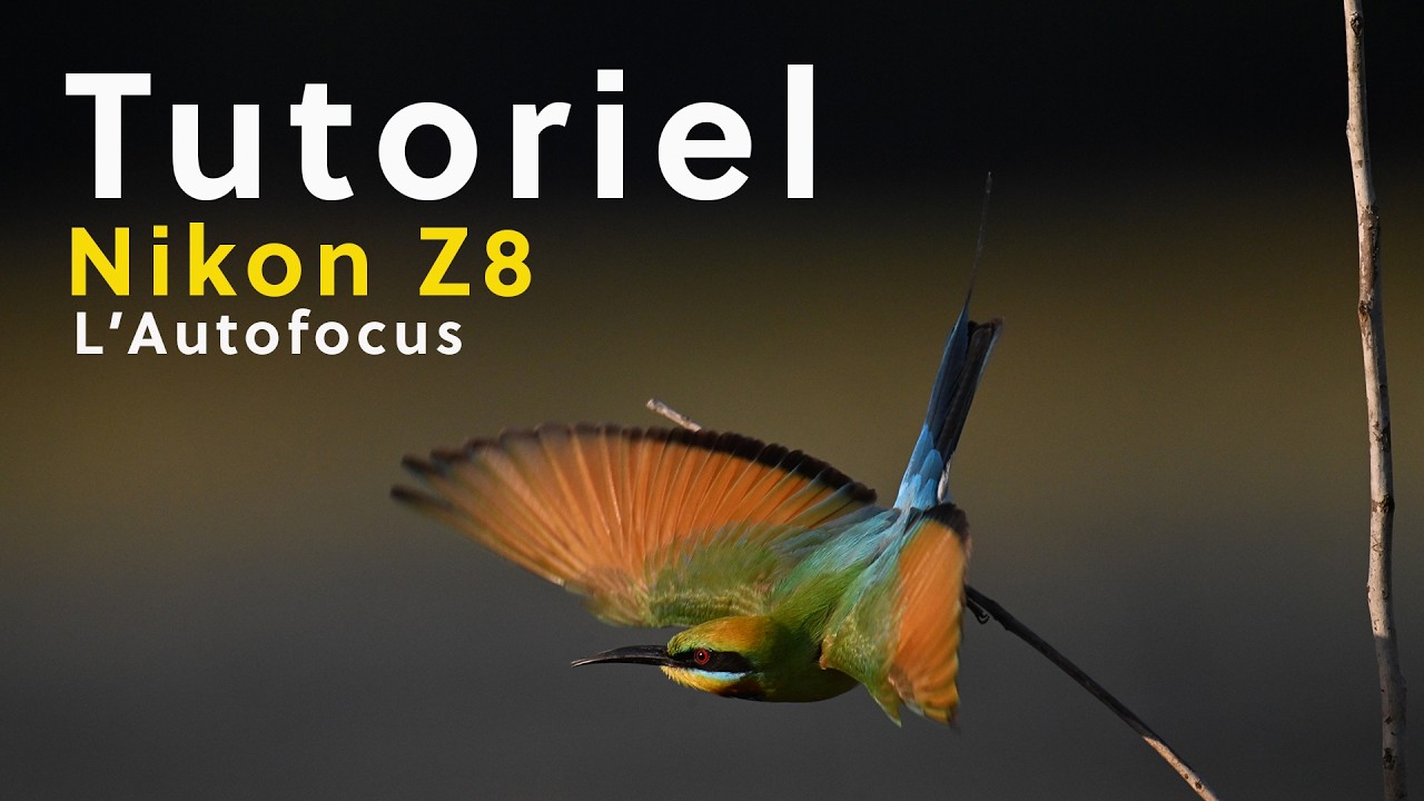 Tuto Z 8 | L’Autofocus