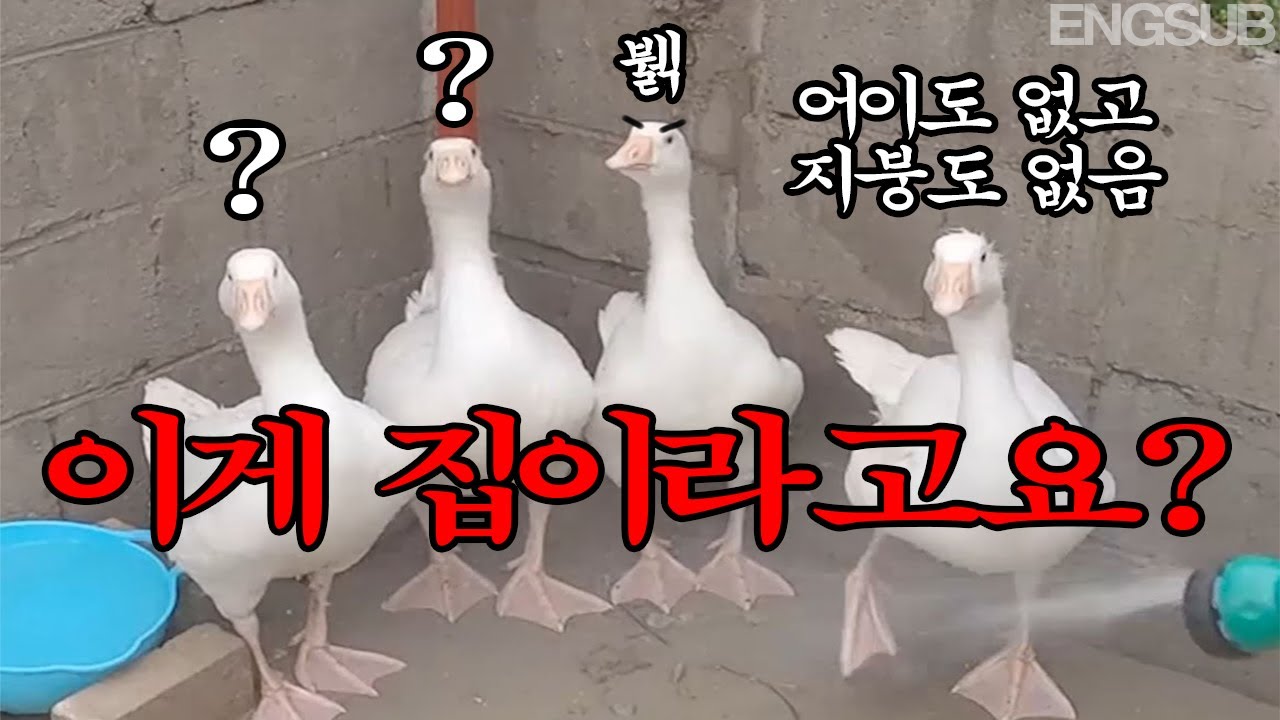 거위 집 만들어줬는데 거위들 반응이...😢