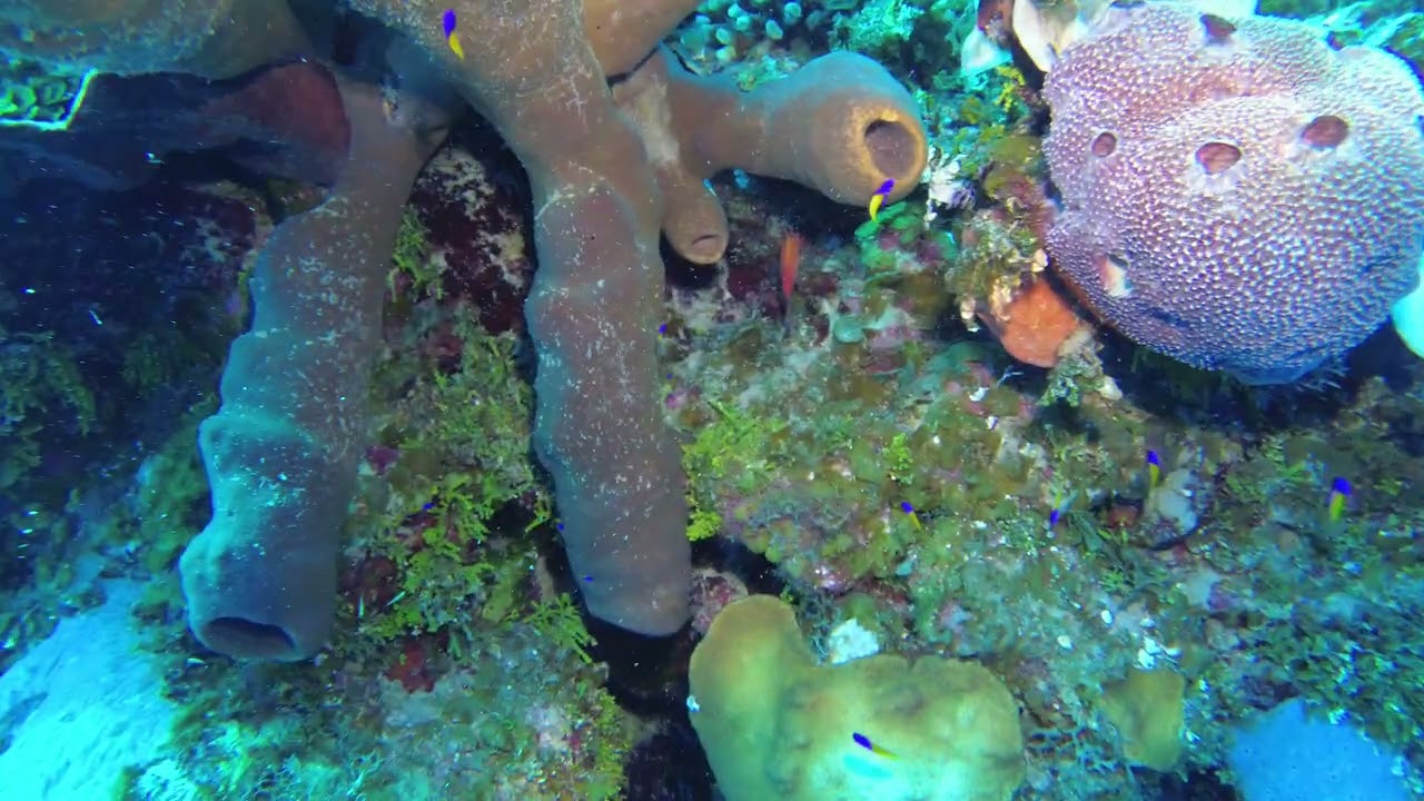 Little Cayman '23   Day 1   Dive 1