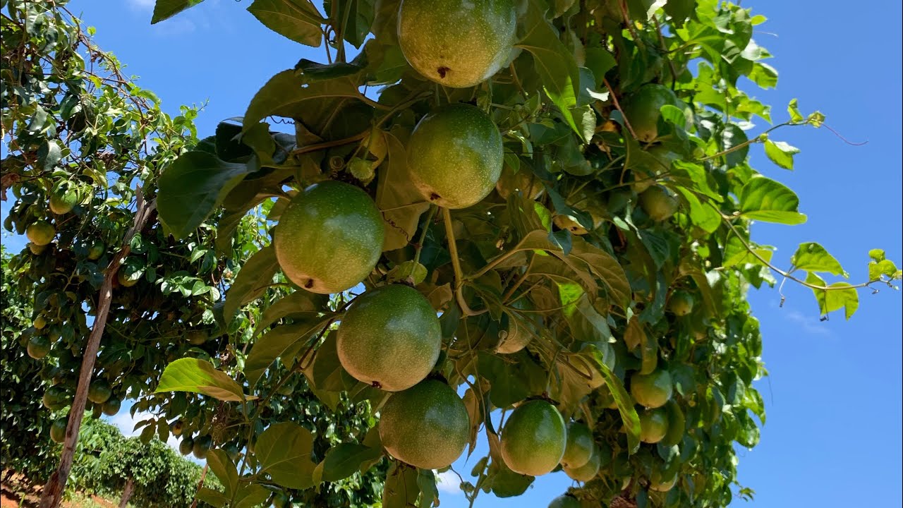 MARACUJÁ, PRODUZINDO  NAS JANELAS DE PREÇOS ALTOS...