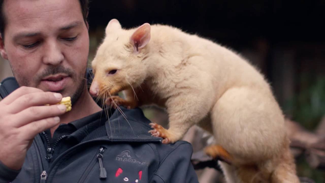 Bonorong Wildlife Sanctuary | Discover Tasmania