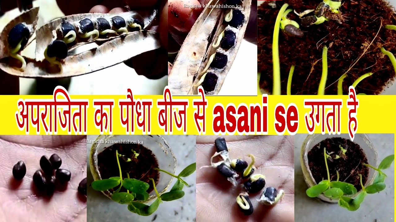 अपराजिता का पौधा बीज से उगता है | तितली मटर के पौधे के बीज उगते हैं | नील कंठ पौधा बिज से लगायें