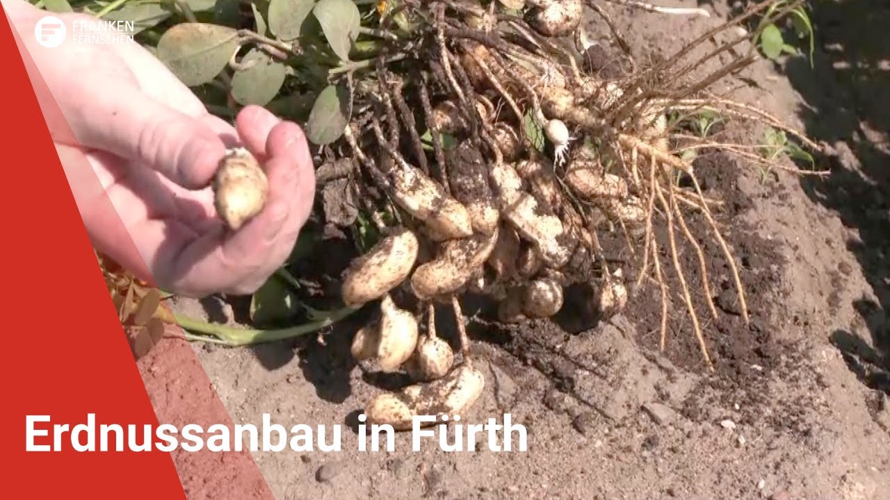 Grischberli: Erdnussanbau in F&uuml;rth