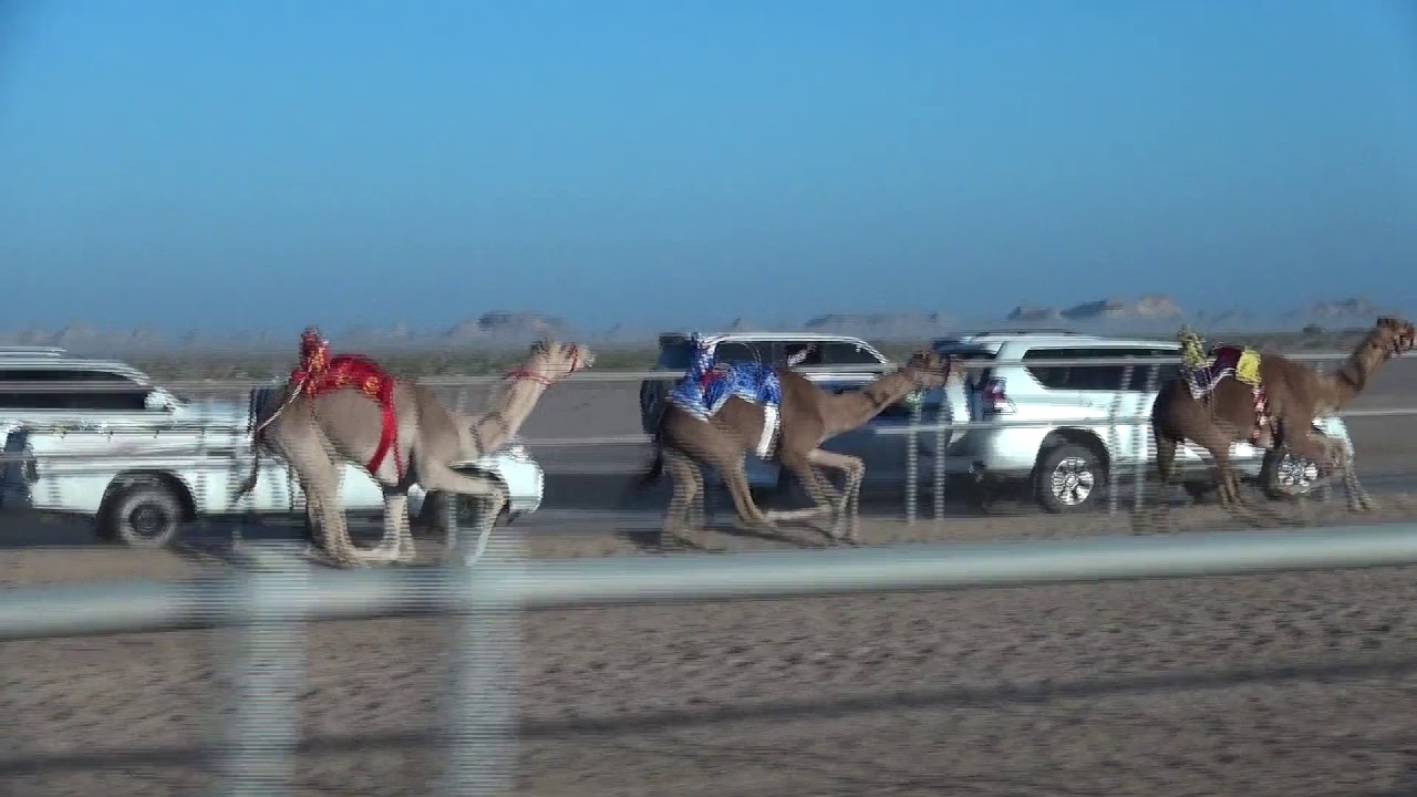 مركاض ثمريت ٣١ /١٢
