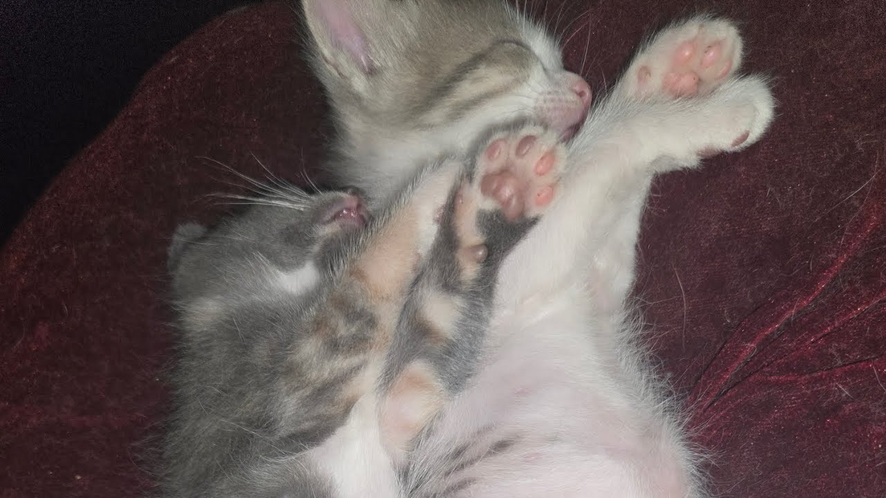 Kittens training