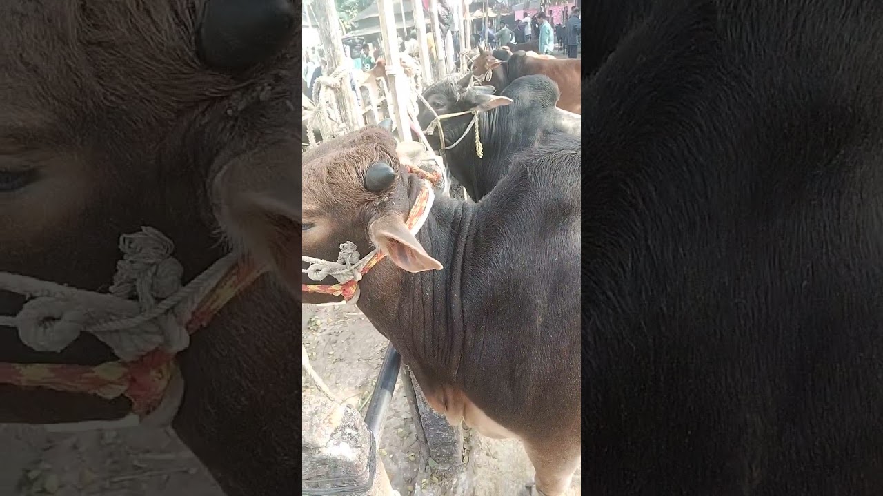 আগামীকাল রসুলগঞ্জ গরুর বাজার জগন্নাথপুর উপজেলা 