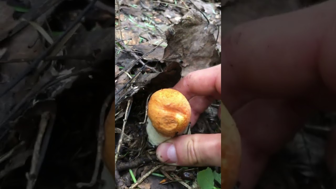 Leccinum aurantiacum