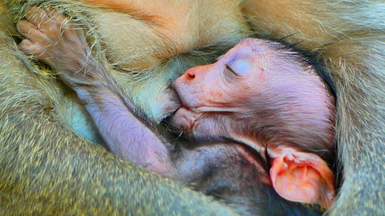 Primate monkey.../Baby has perfect technique for drinking milk.../Sweetly life baby.../Nice clip