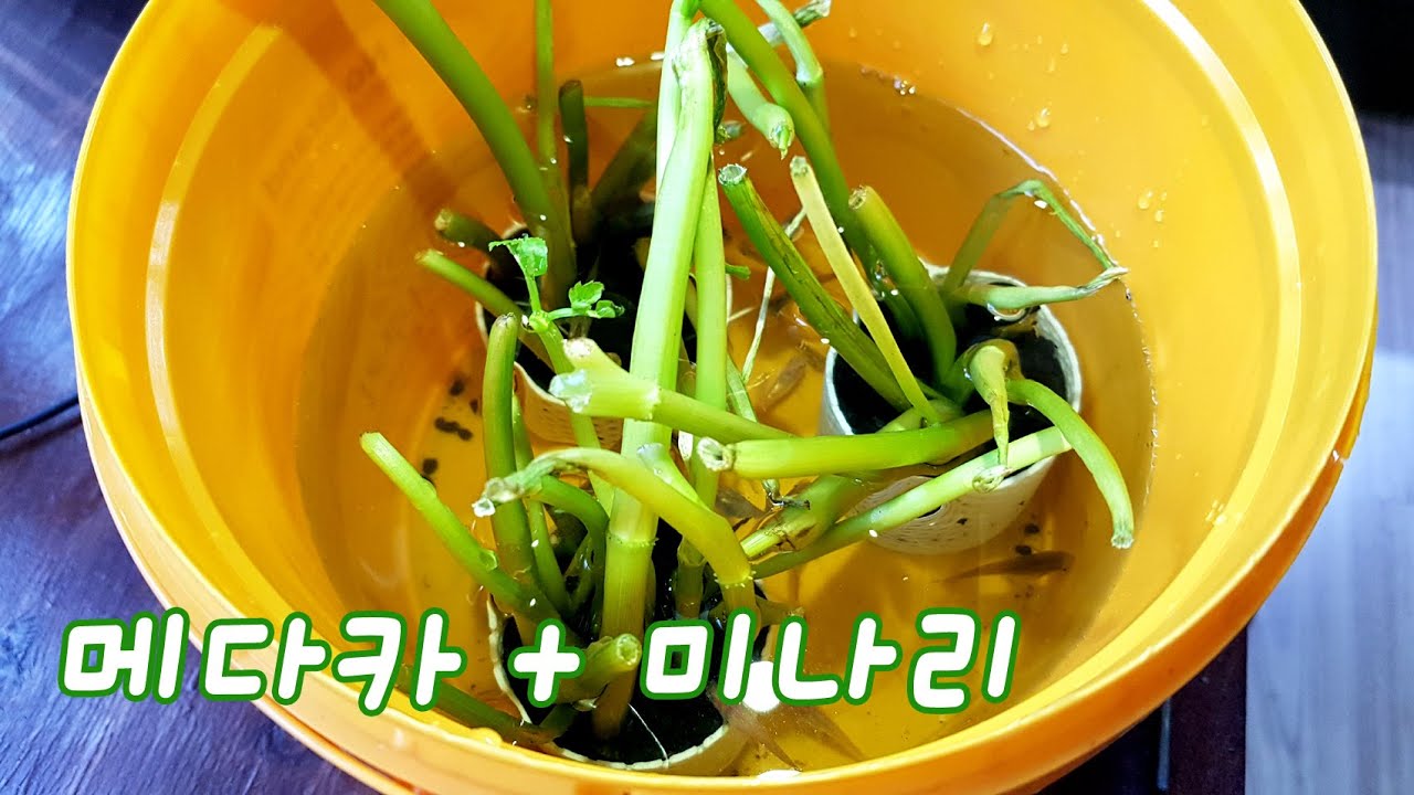 메다카 + 미나리.
