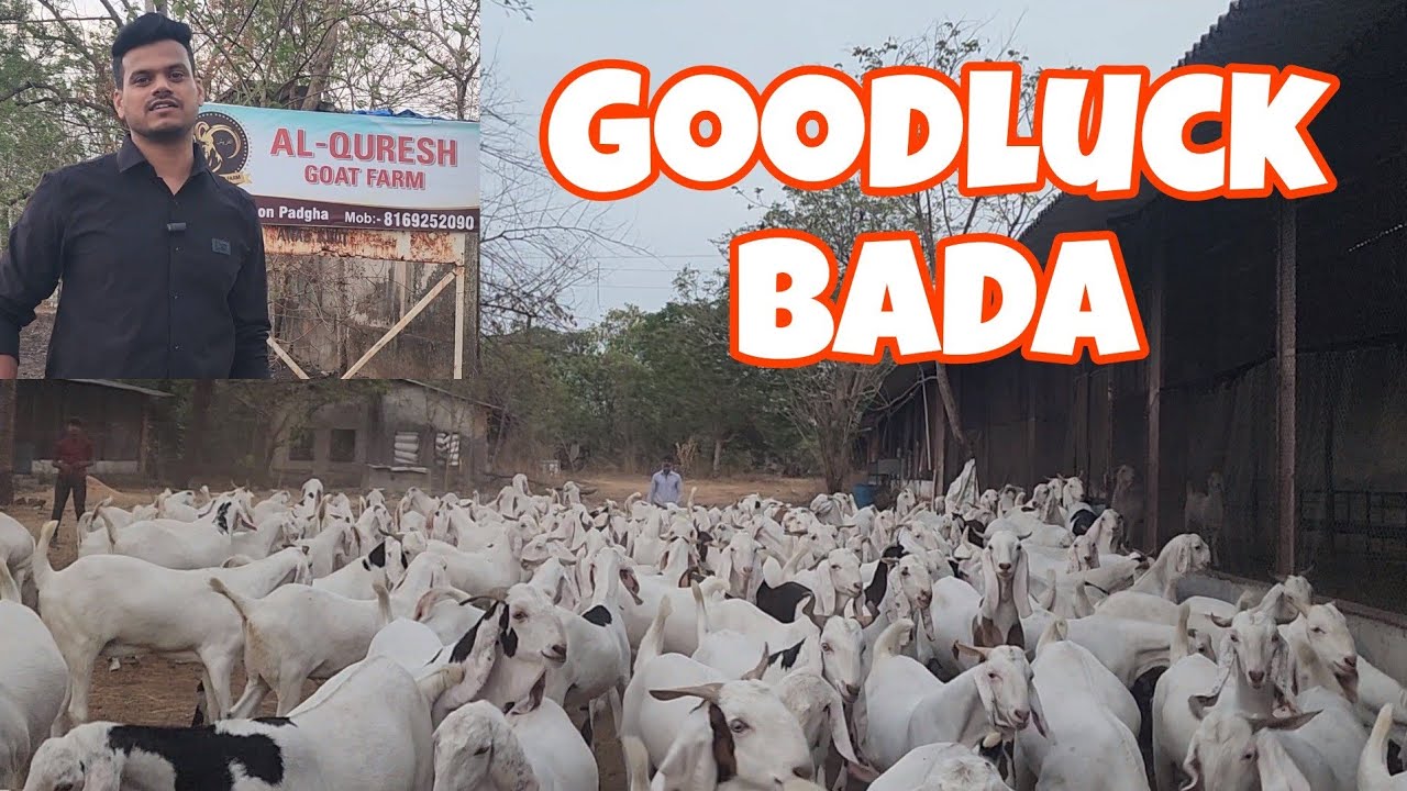 Padgha Ka Biggest Bada (Goodluck) High Quality Sojat | One Roof 200 Goats | Khali Haat Nahi Jaaoge.