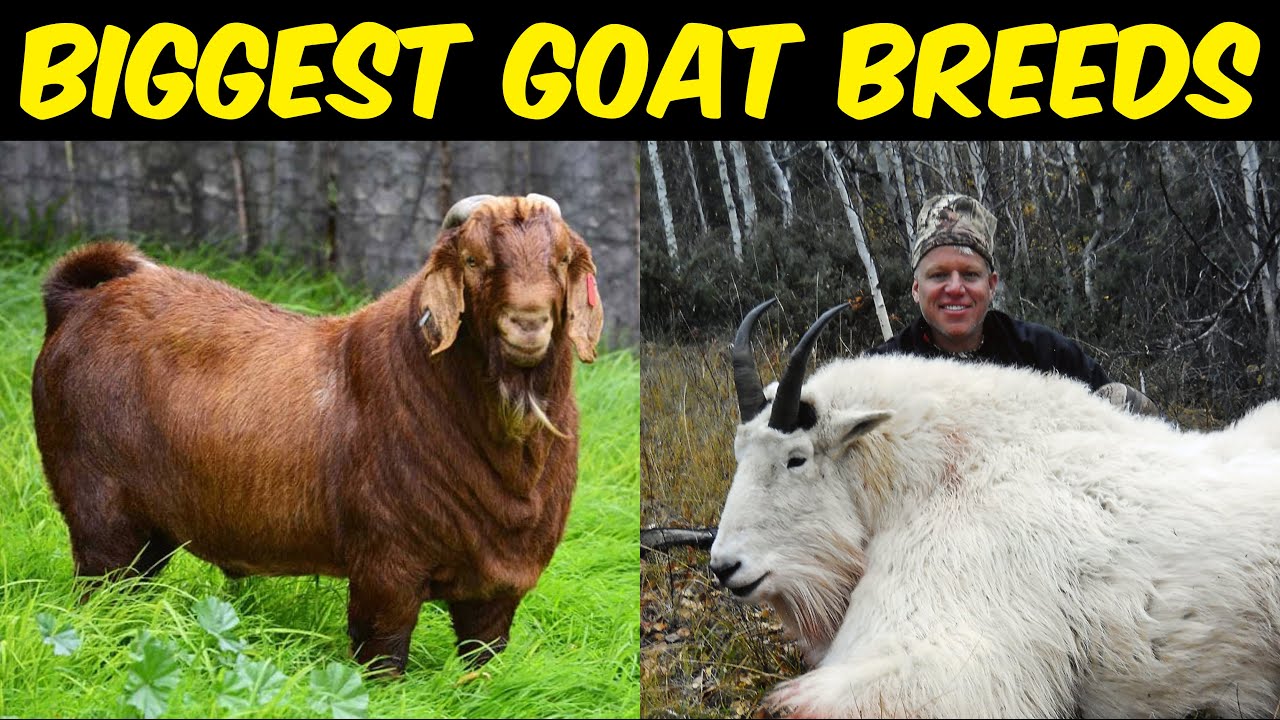 Best Goat Breeds for Meat | Top 10 Biggest Goat Breeds in the world