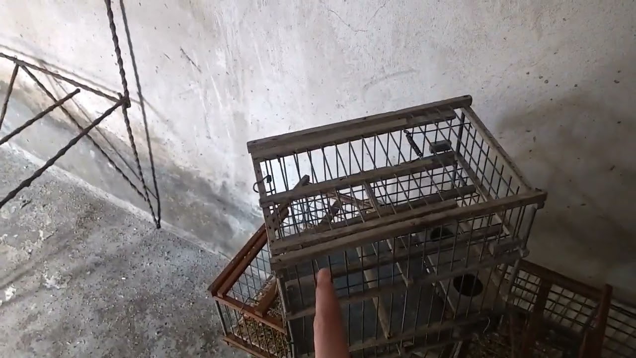 nuevas jaula y mostrando los pájaros
