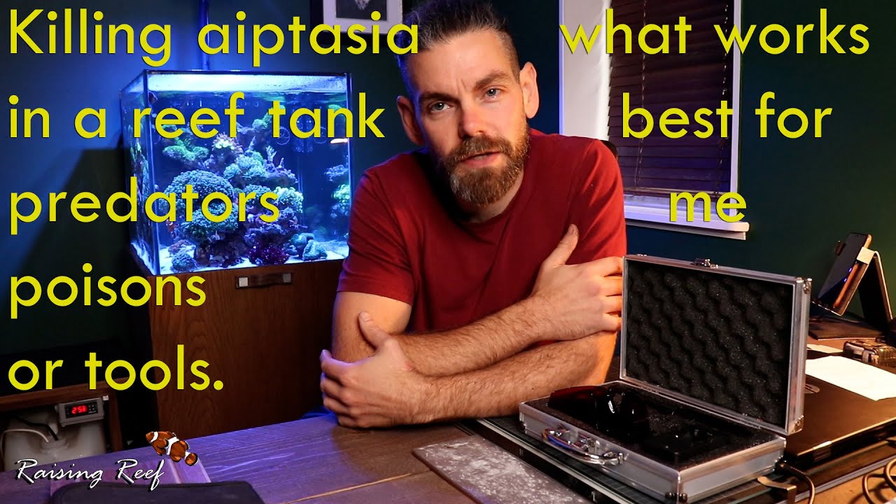 killing aiptasia in my reef tank
