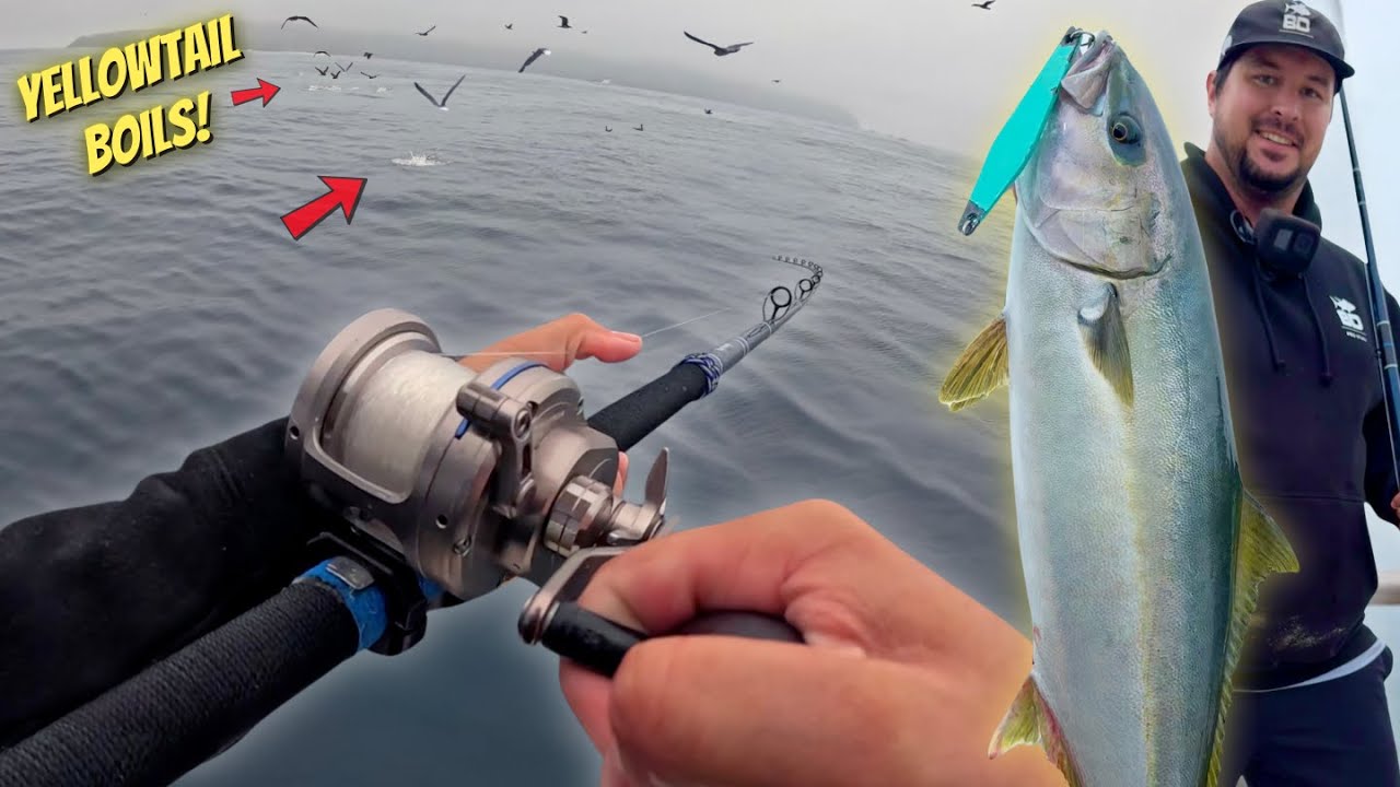 Surface Iron Yellowtail Fishing on the Aloha Spirit!