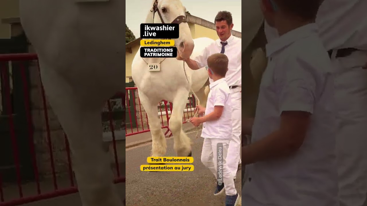 Trait Boulonnais #shorts #chevaldetrait #drafthorse #Boulonnais #animals #elevage #rurallive